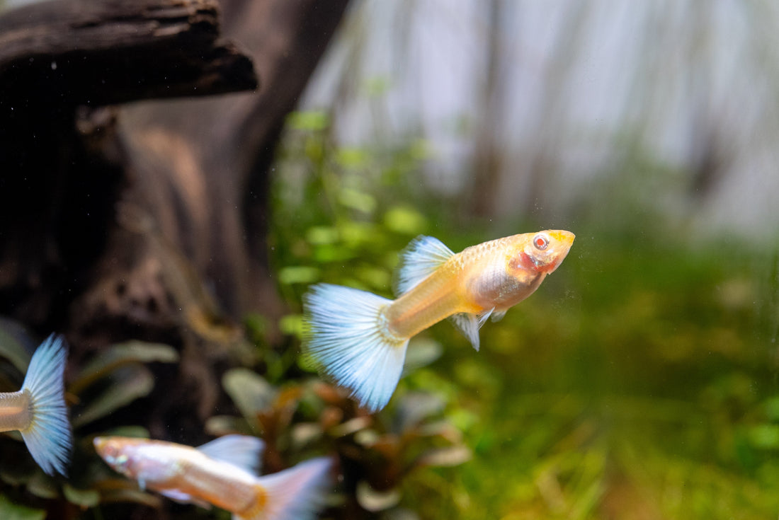 Discover the World of Guppy Fish: A Guide for Enthusiasts!