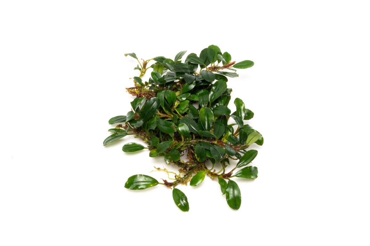 Bucephalandra Hades