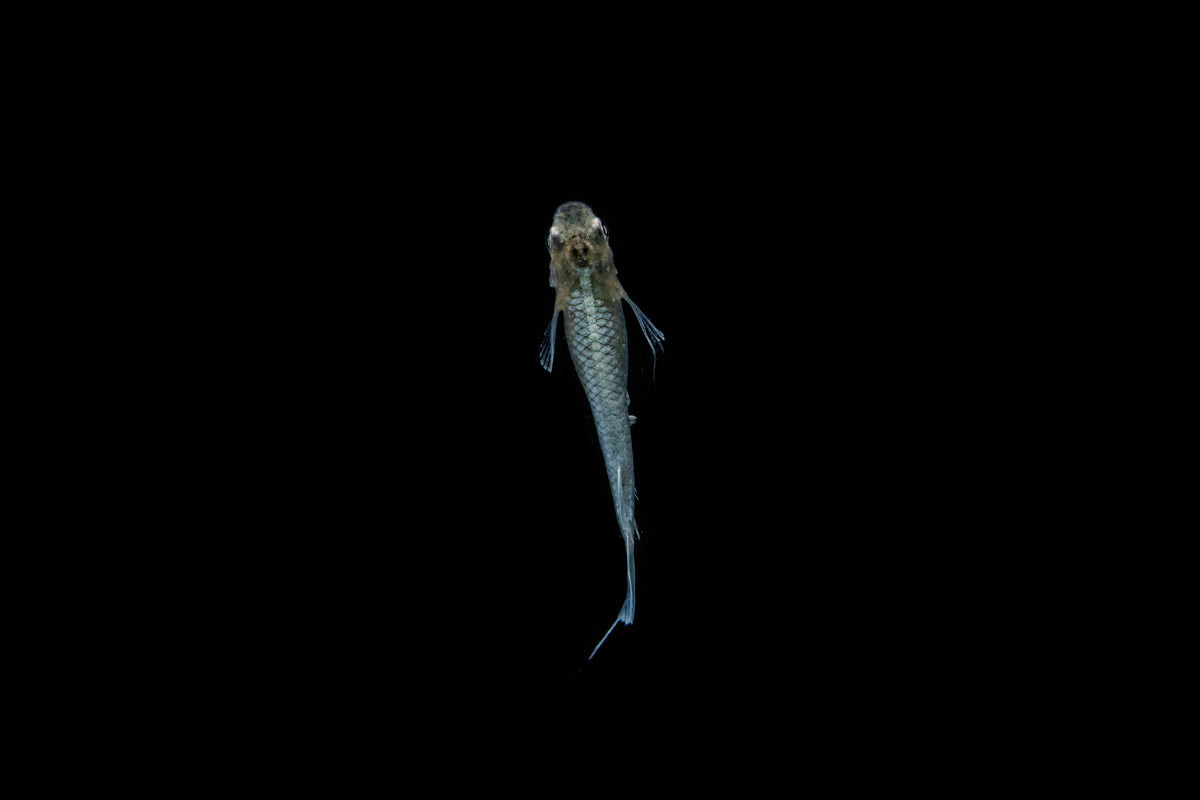 Abi Medaka Rice Fish