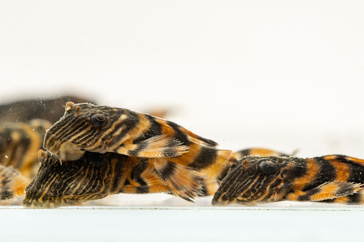 Alenquer Tiger Pleco