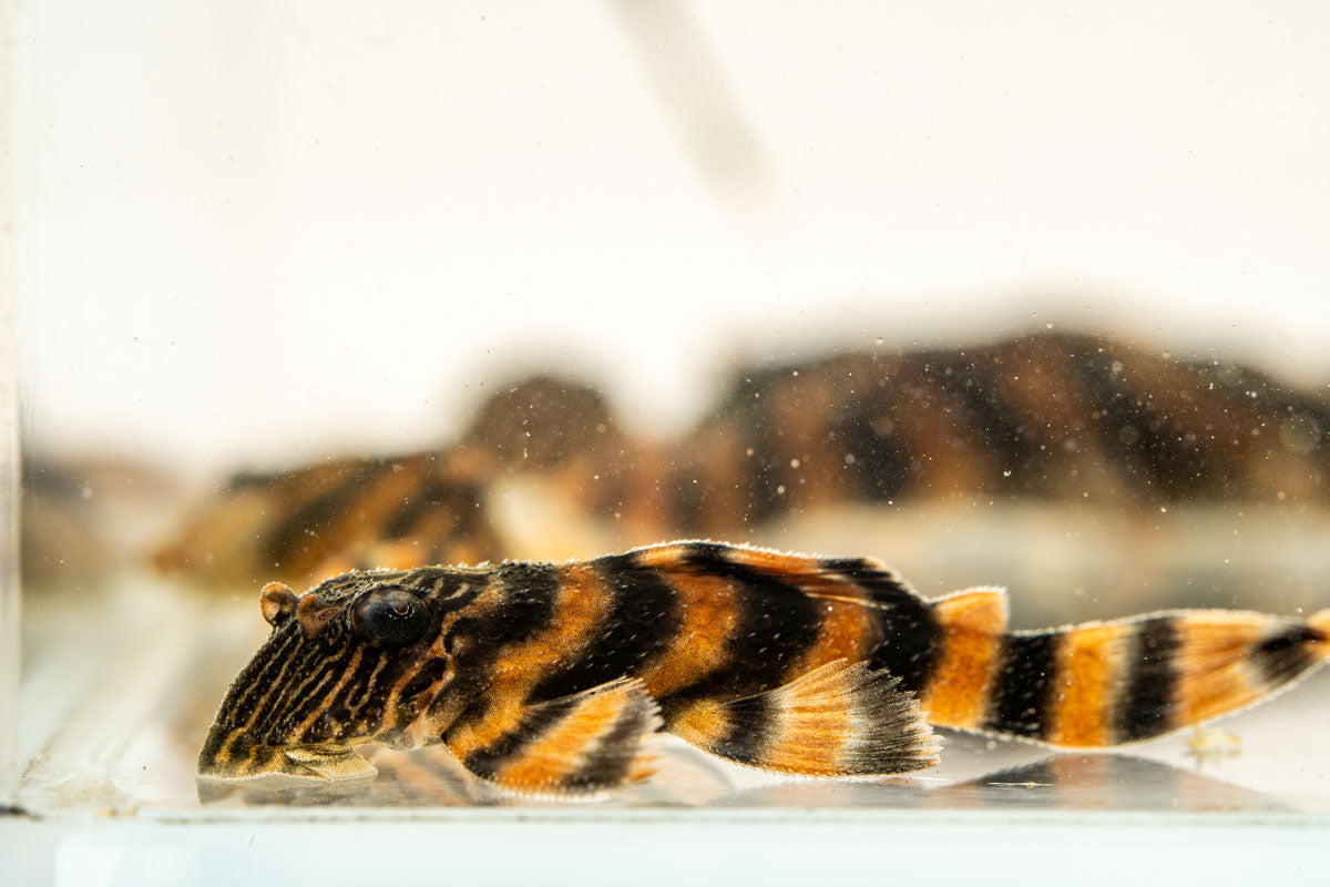 Alenquer Tiger Pleco
