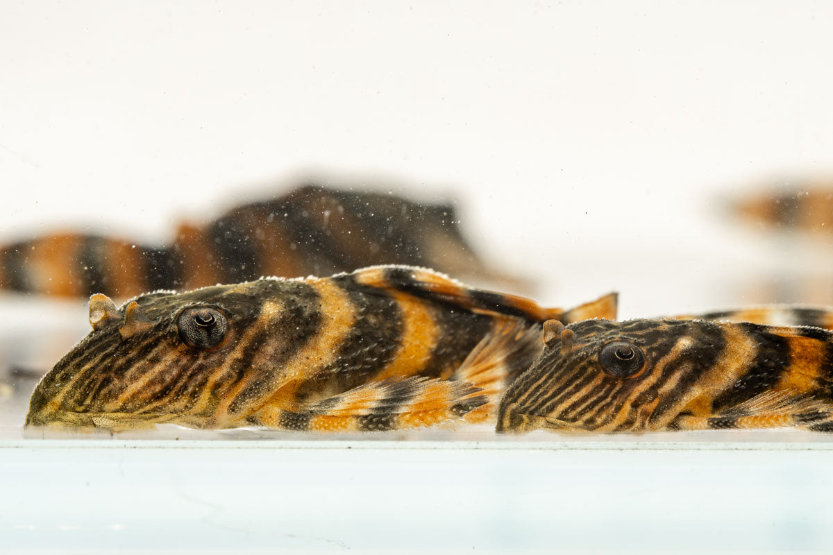 Alenquer Tiger Pleco
