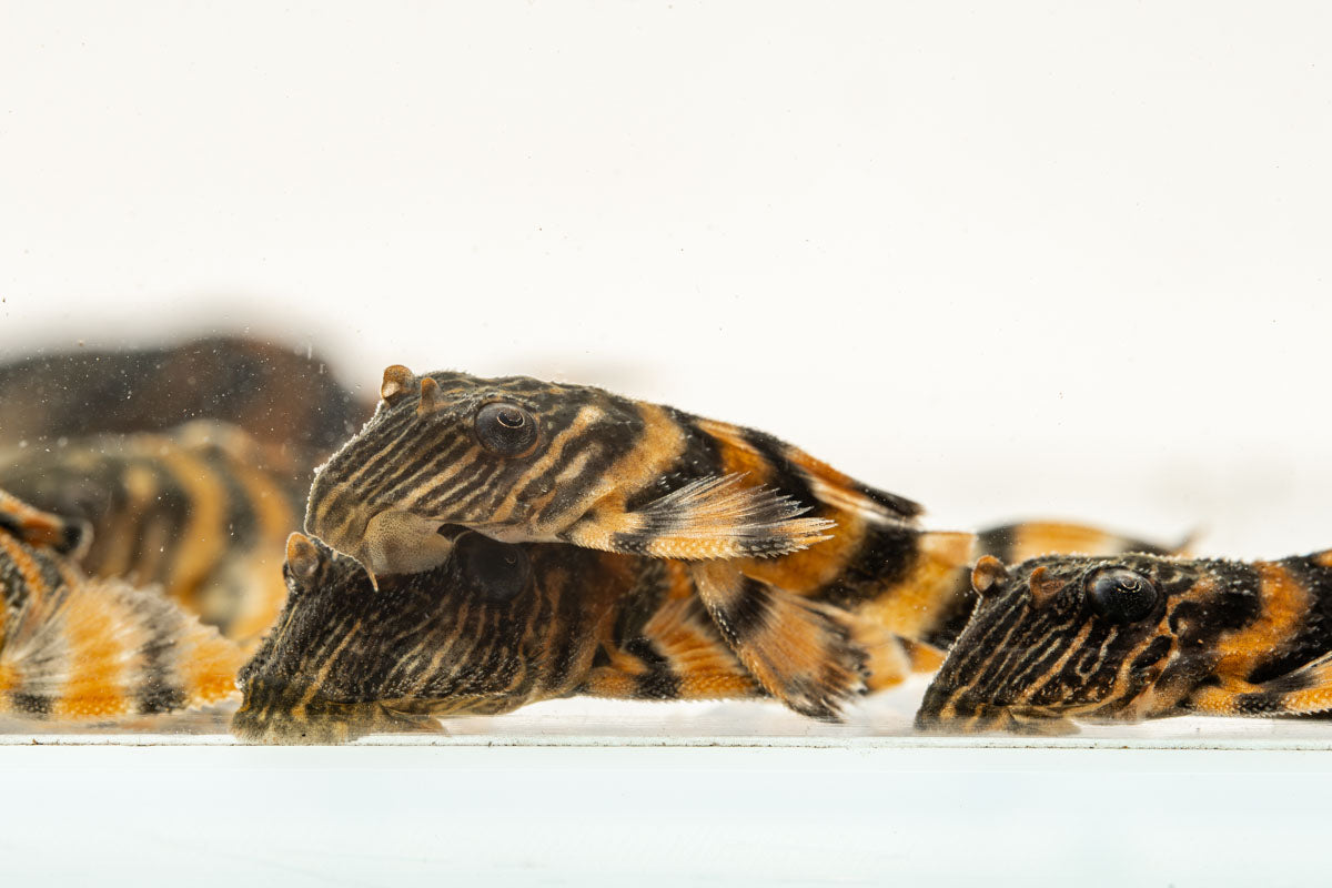 Alenquer Tiger Pleco