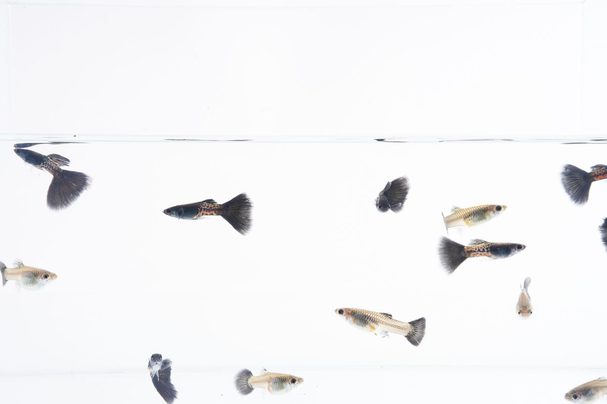 Black Metal Cobra Guppies
