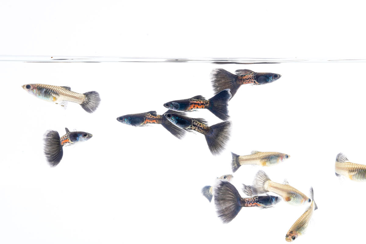 Black Metal Cobra Guppies