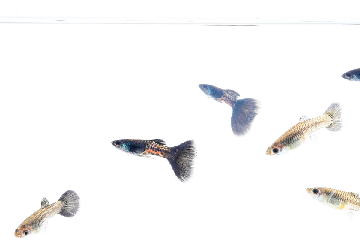 Black Metal Cobra Guppies