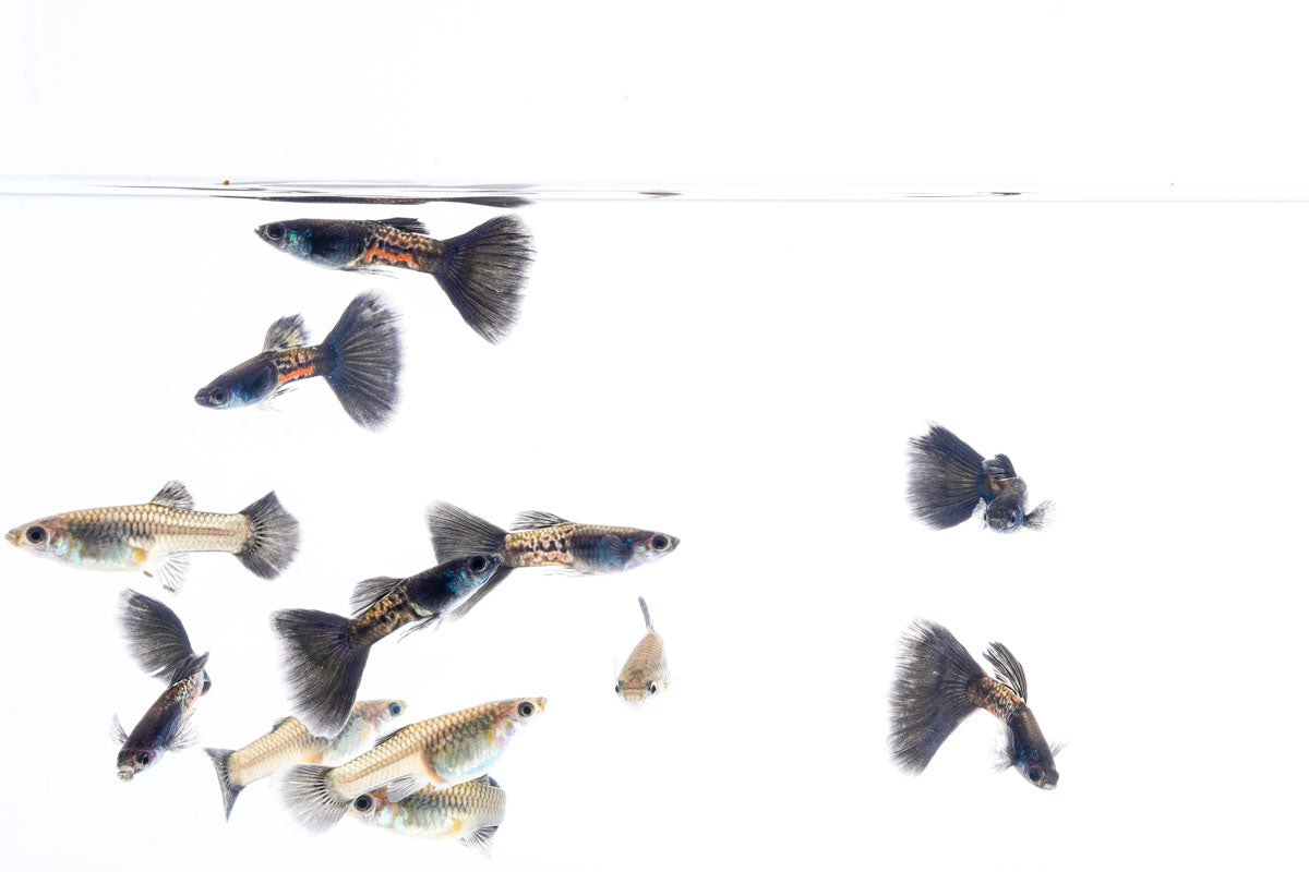 Black Metal Cobra Guppies