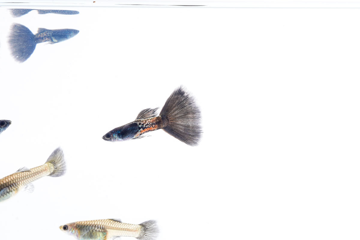 Black Metal Cobra Guppies