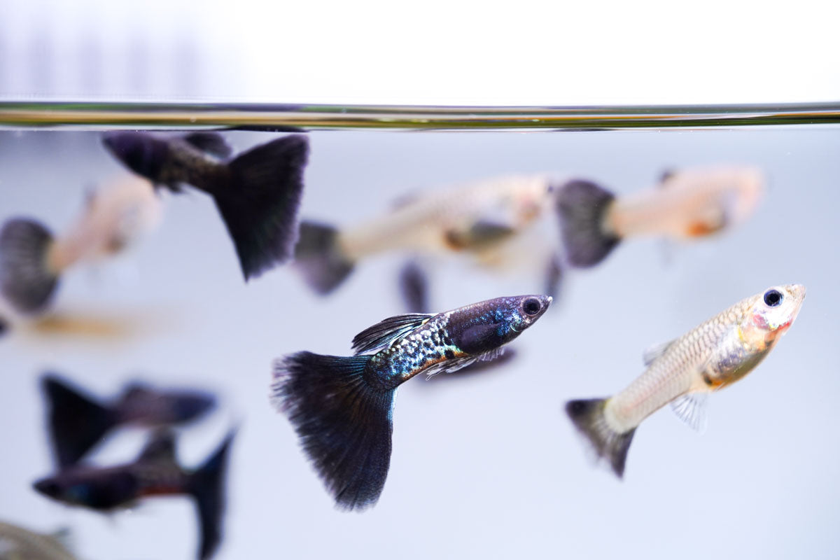 Black Metal Cobra Guppies