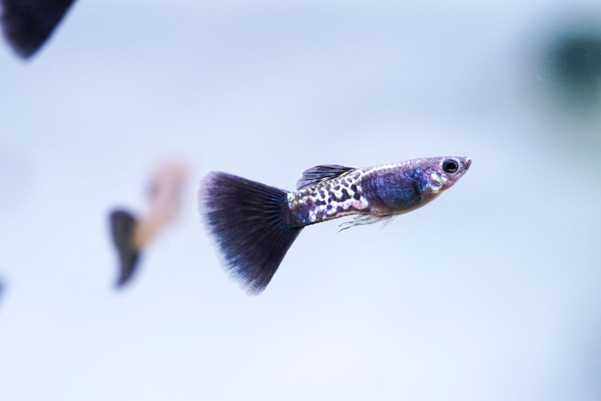 Black Metal Cobra Guppies
