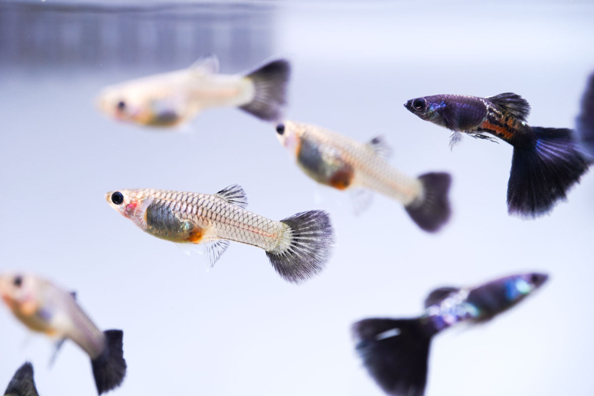 Black Metal Cobra Guppies