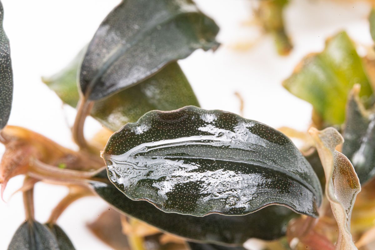Bucephalandra Black Mist