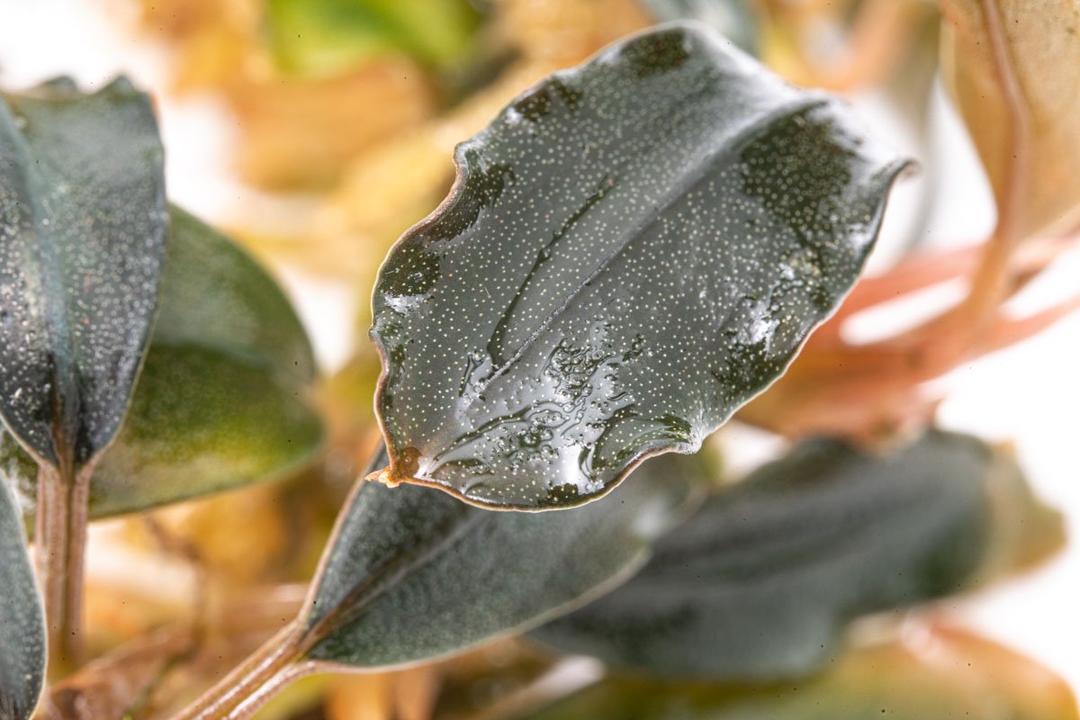 Bucephalandra Black Mist