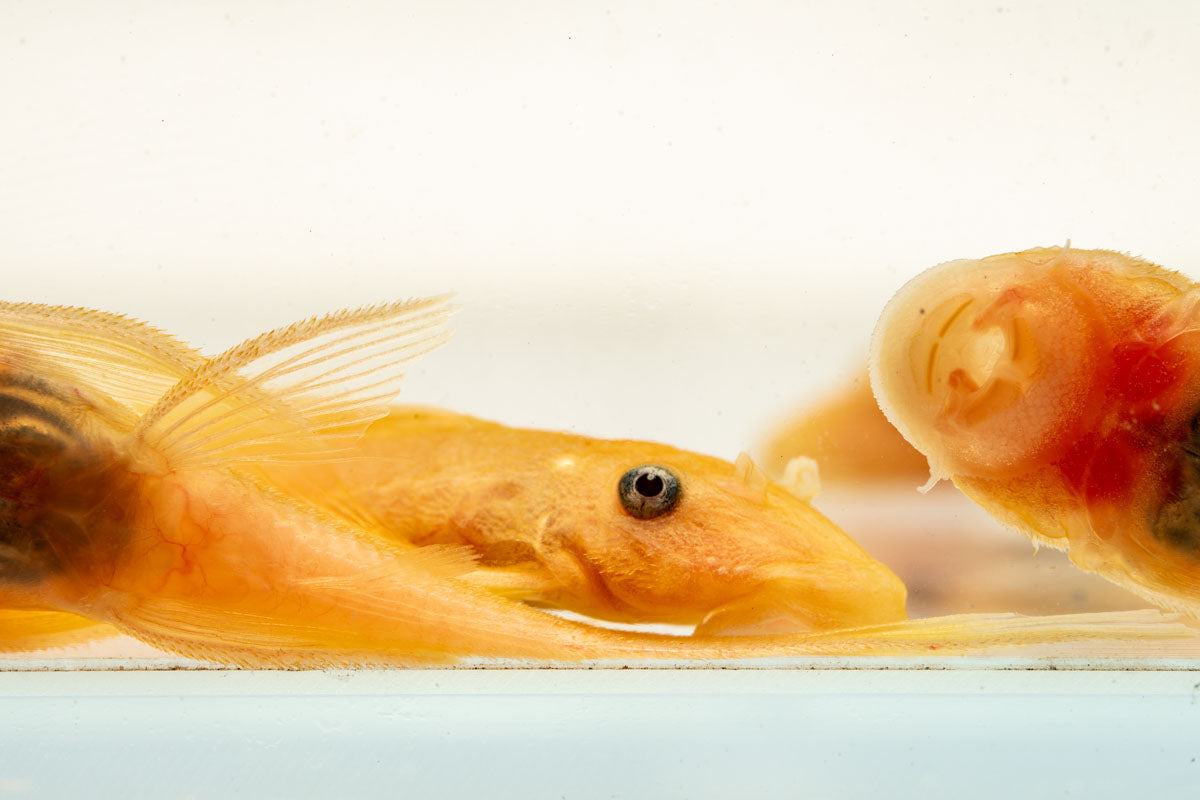 Blue Eye Lemon Bristlenose Pleco