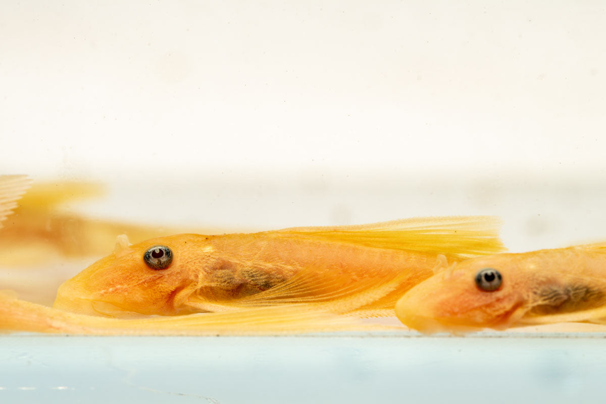 Blue Eye Lemon Bristlenose Pleco