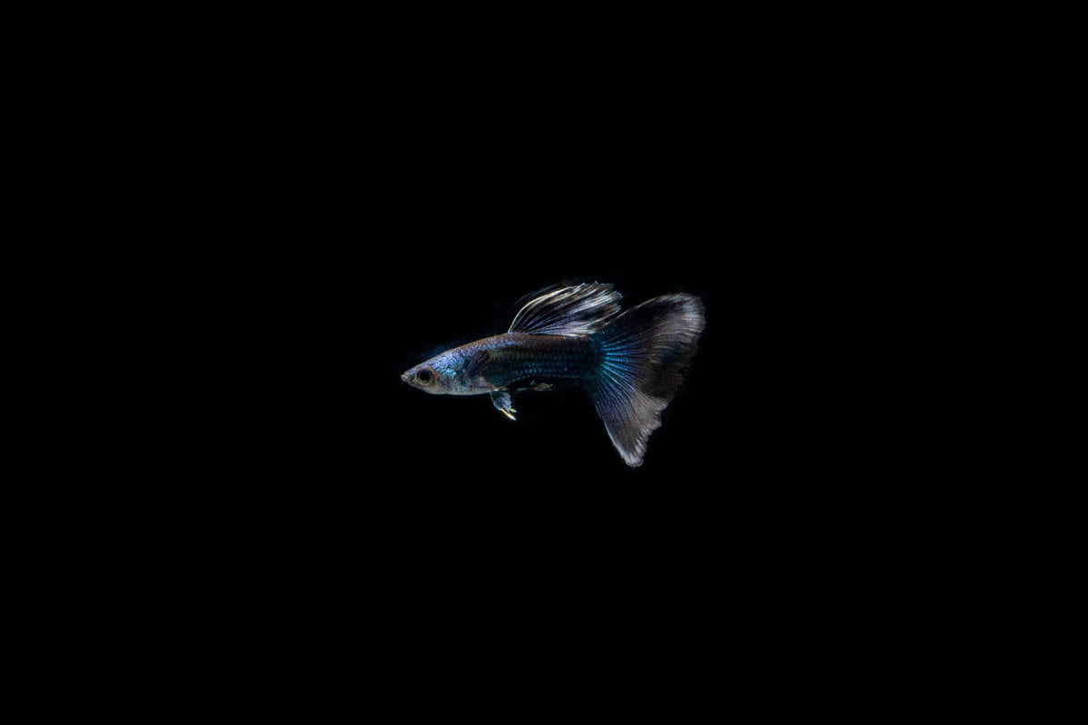 Blue Tarzan Guppies - Breeding Pair