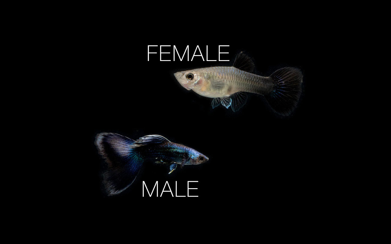 Blue Tarzan Guppies - Breeding Pair
