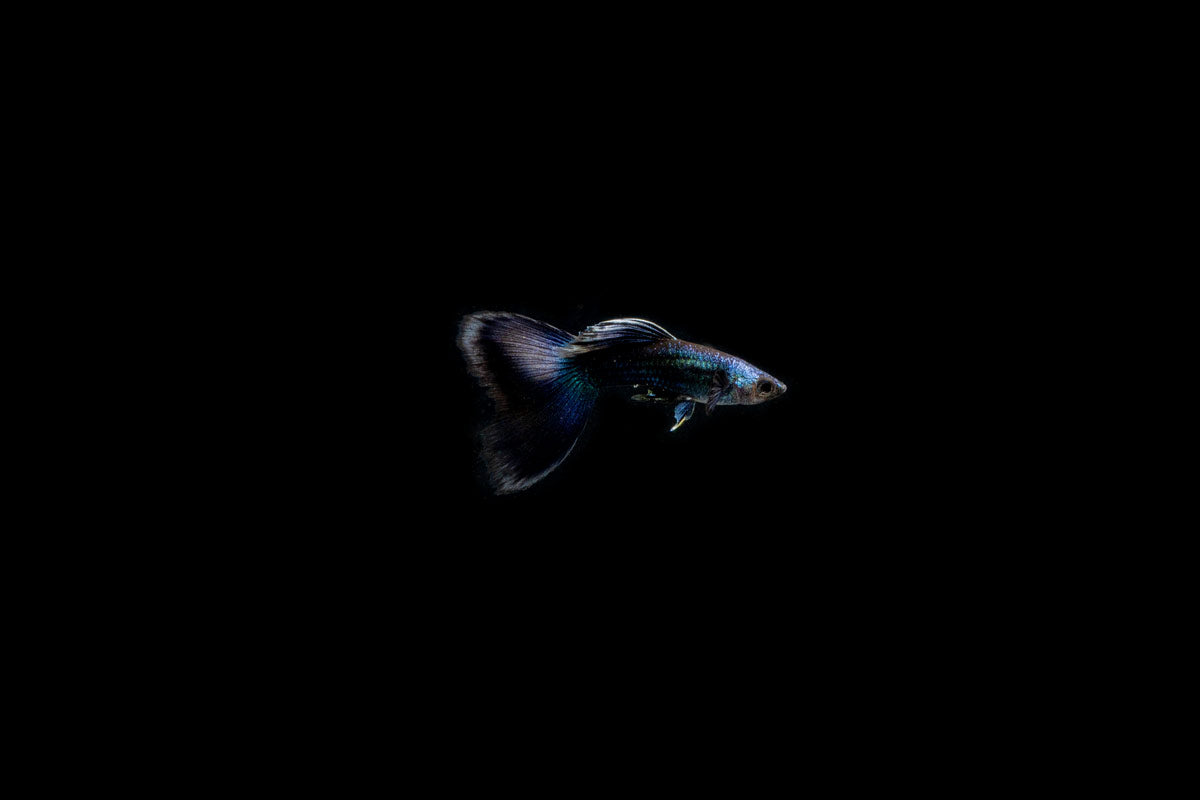 Blue Tarzan Guppies - Breeding Pair