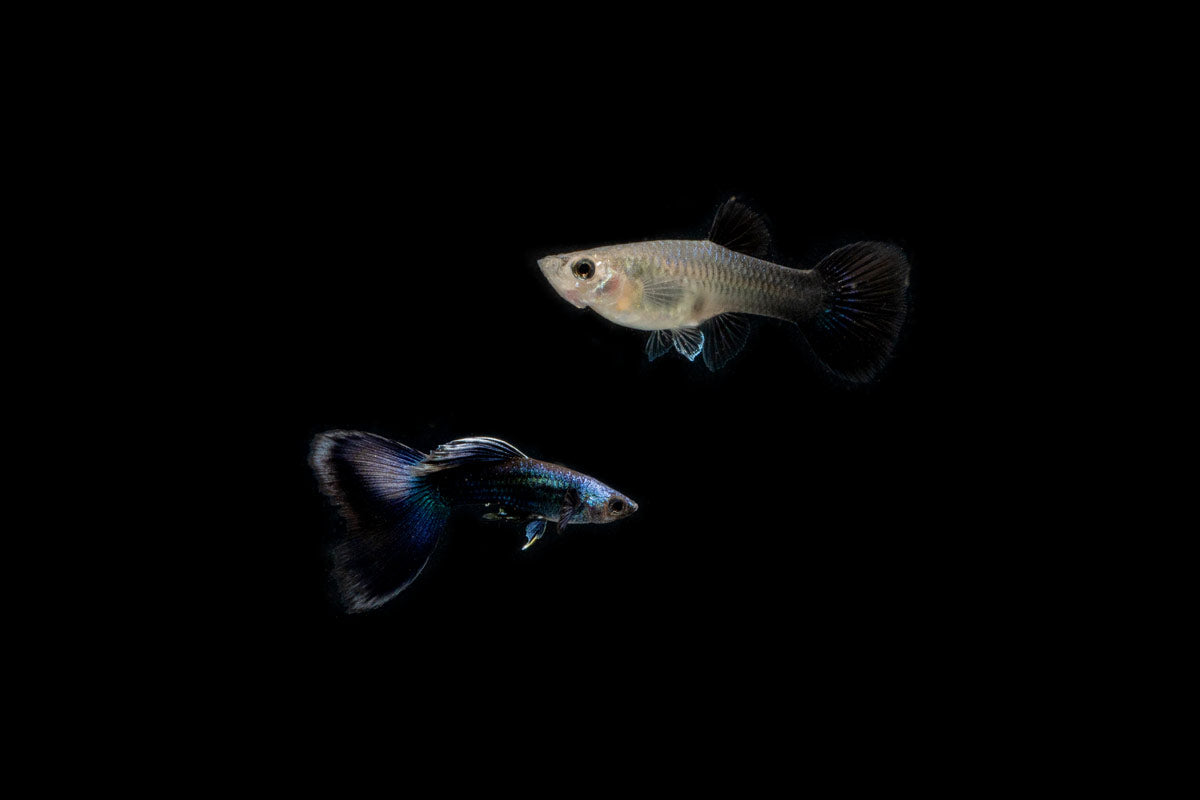 Blue Tarzan Guppies - Breeding Pair