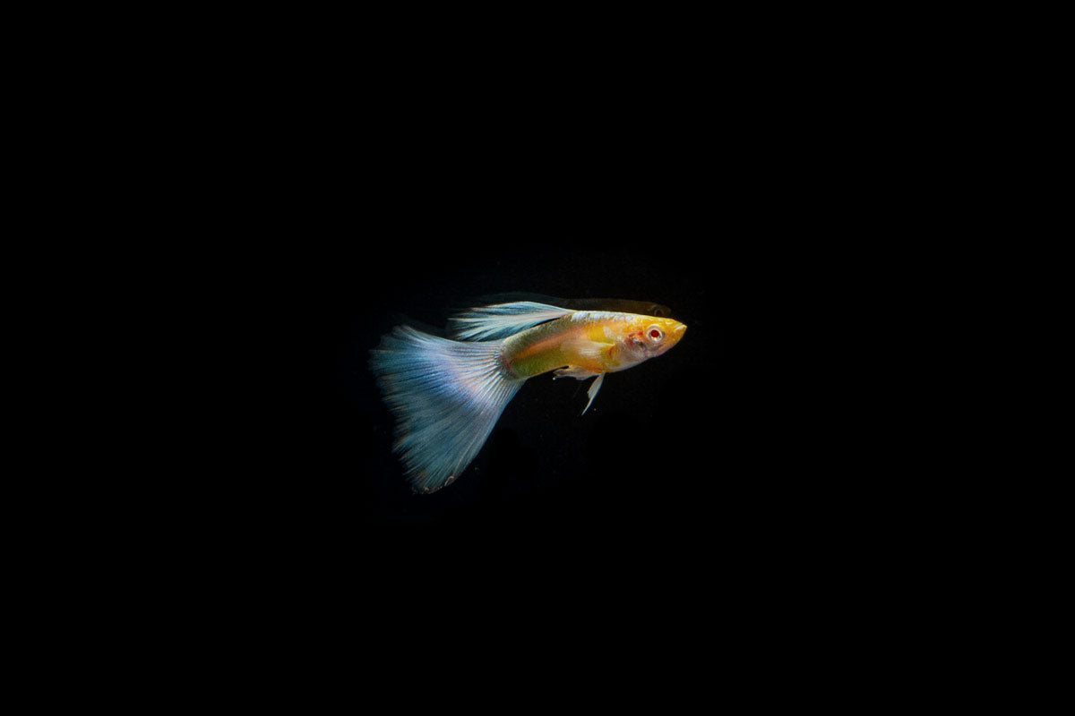 Blue Topaz Guppies - Breeding Pair