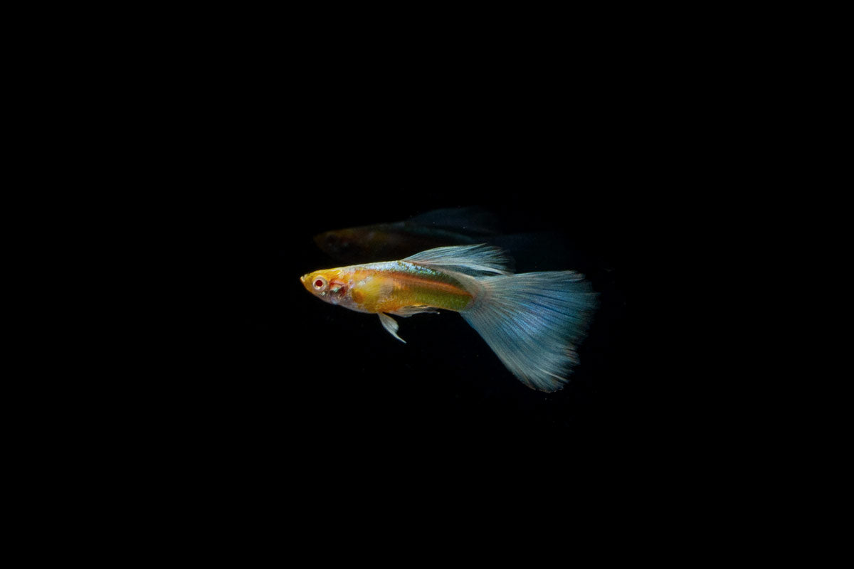 Blue Topaz Guppies - Breeding Pair