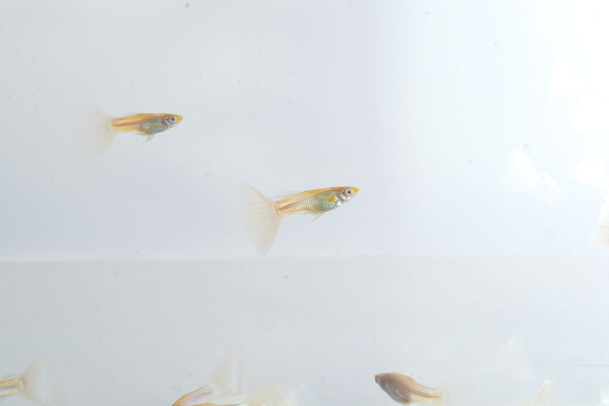 Blue Tuxedo Albino Guppies