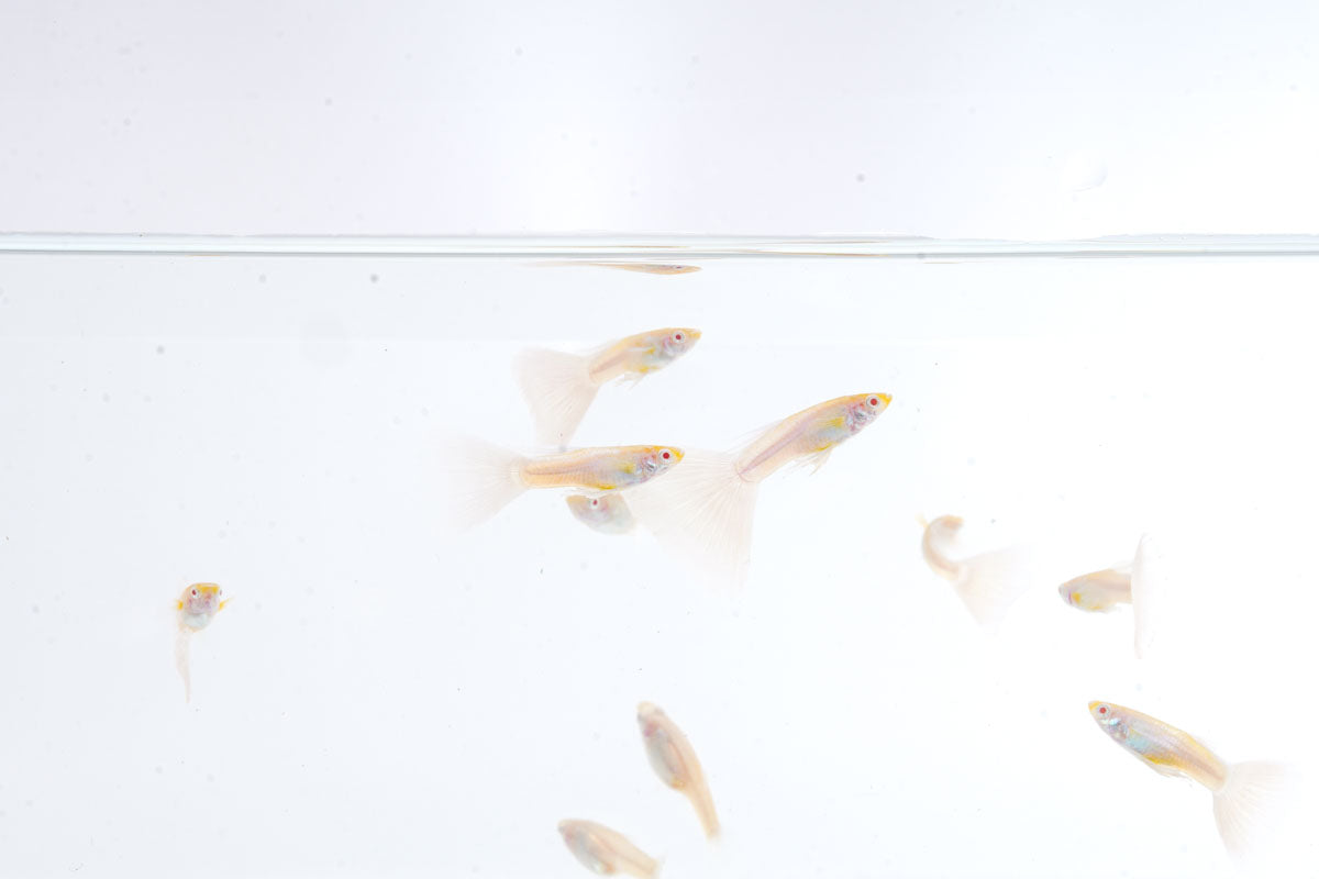Blue Tuxedo Albino Guppies