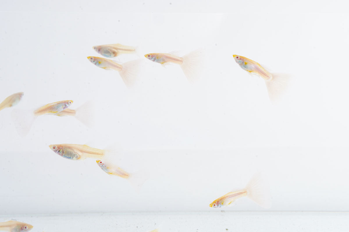 Blue Tuxedo Albino Guppies
