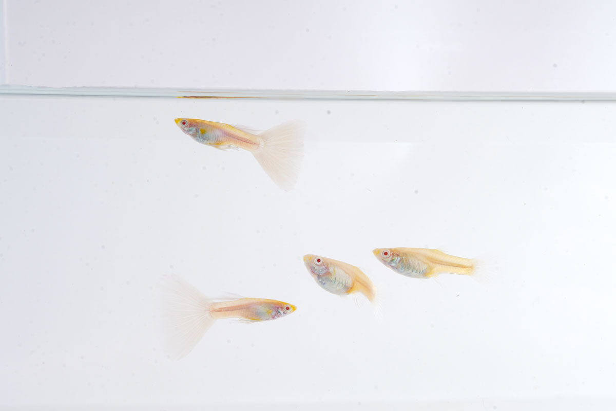 Blue Tuxedo Albino Guppies