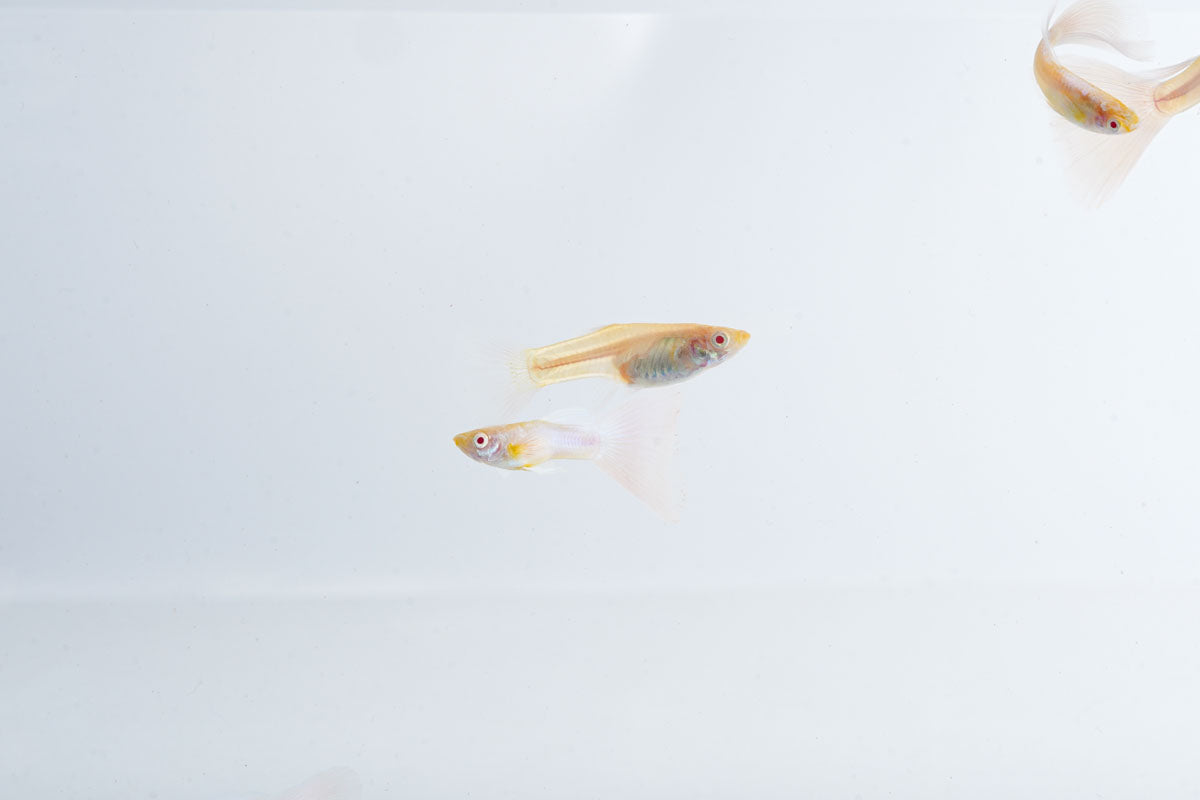 Blue Tuxedo Albino Guppies