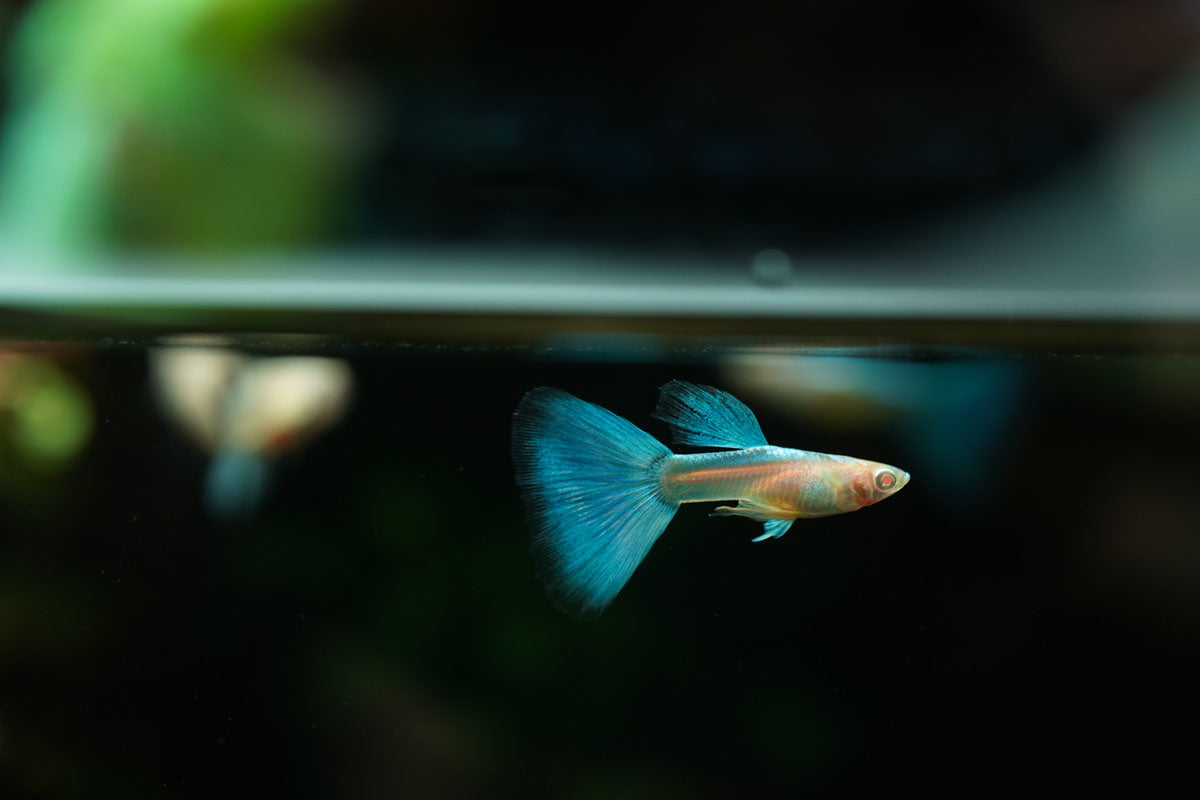 Blue Tuxedo Albino Guppies