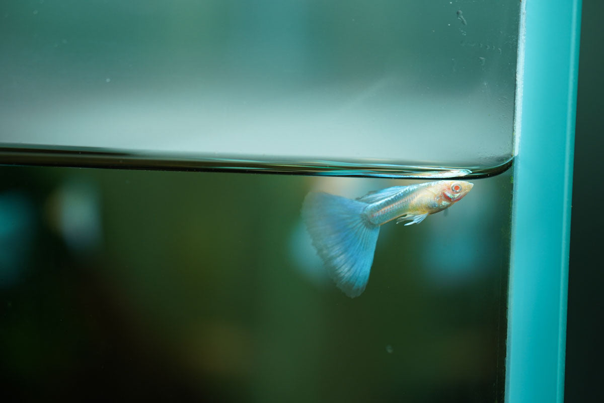 Blue Tuxedo Albino Guppies