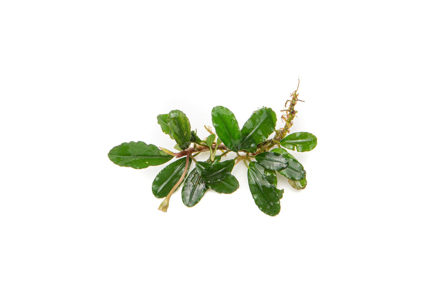 Bucephalandra Brownie Firebird