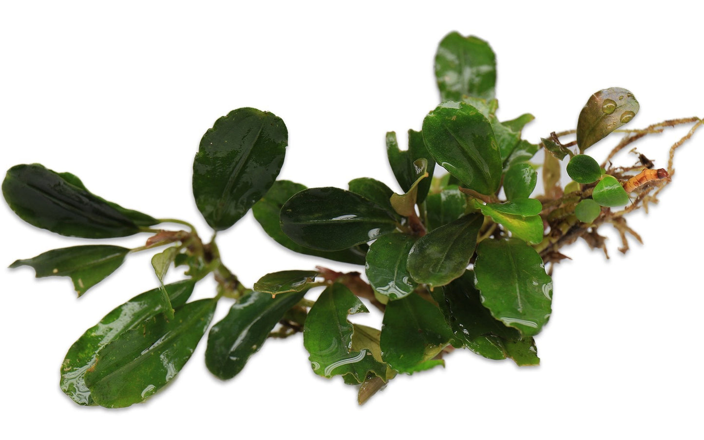Bucephalandra Brownie Hermes