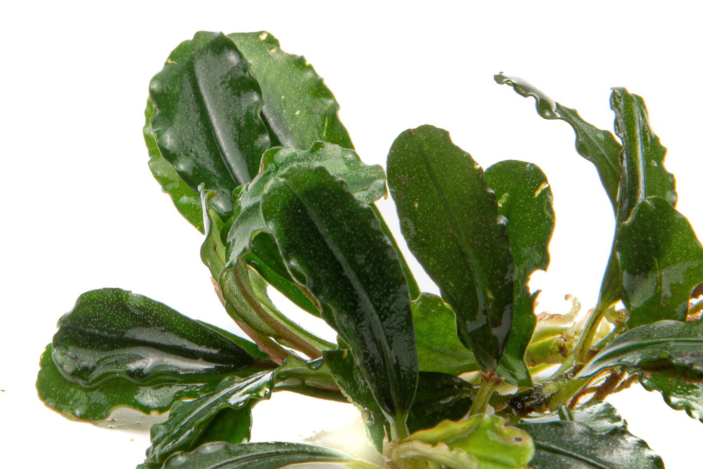 Bucephalandra Brownie Phantom
