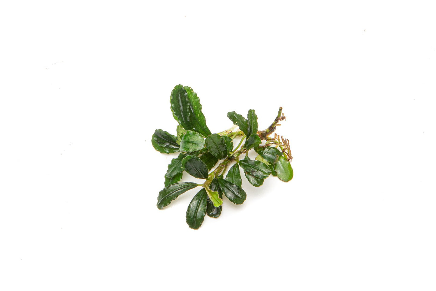 Bucephalandra Brownie Phantom