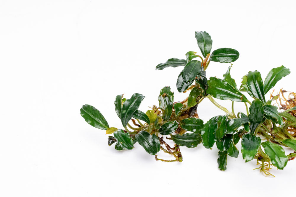 Bucephalandra Arrogant Blue