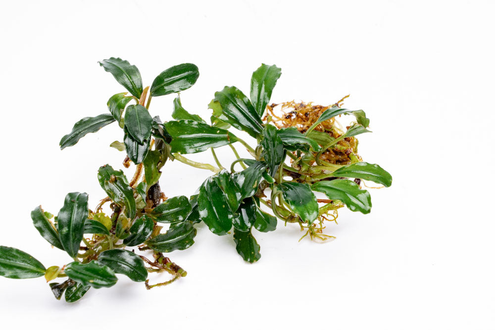 Bucephalandra Arrogant Blue
