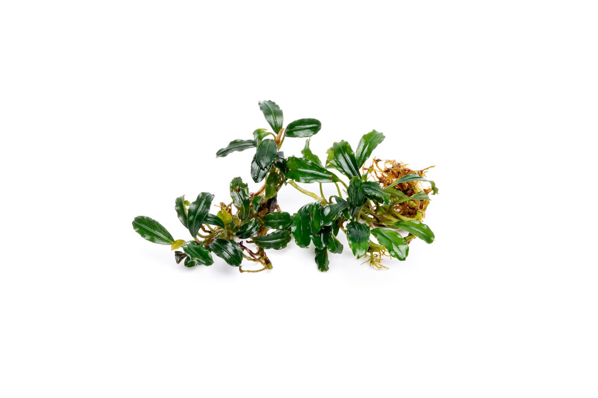Bucephalandra Arrogant Blue