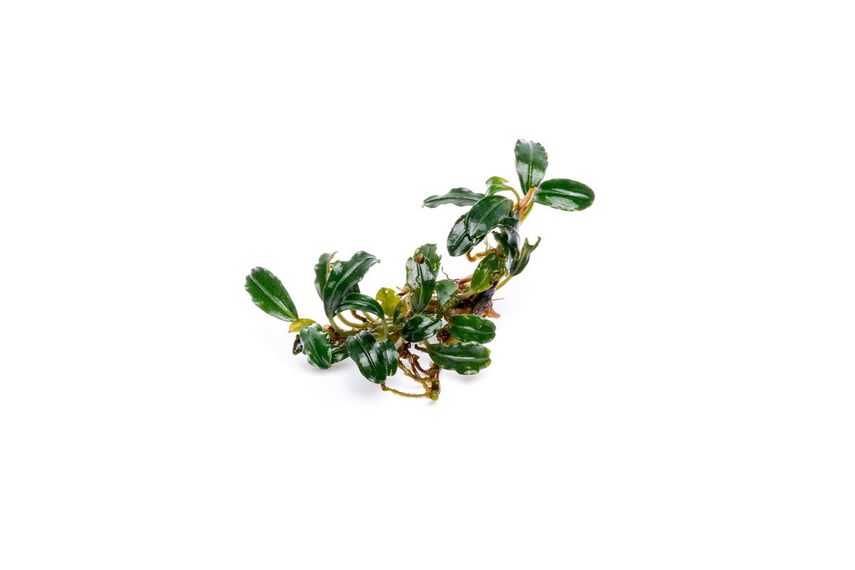 Bucephalandra Arrogant Blue