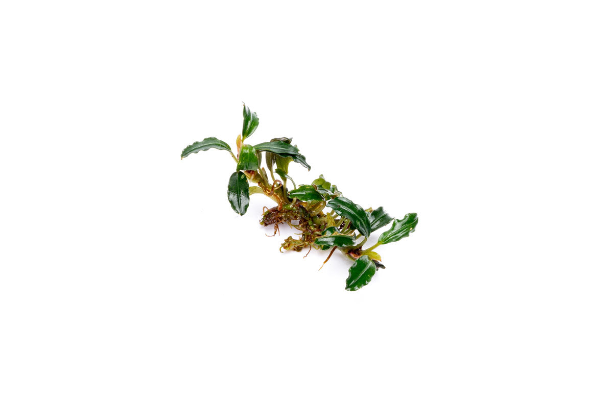 Bucephalandra Arrogant Blue