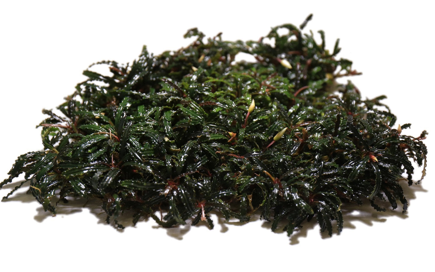 Bucephalandra Belindae