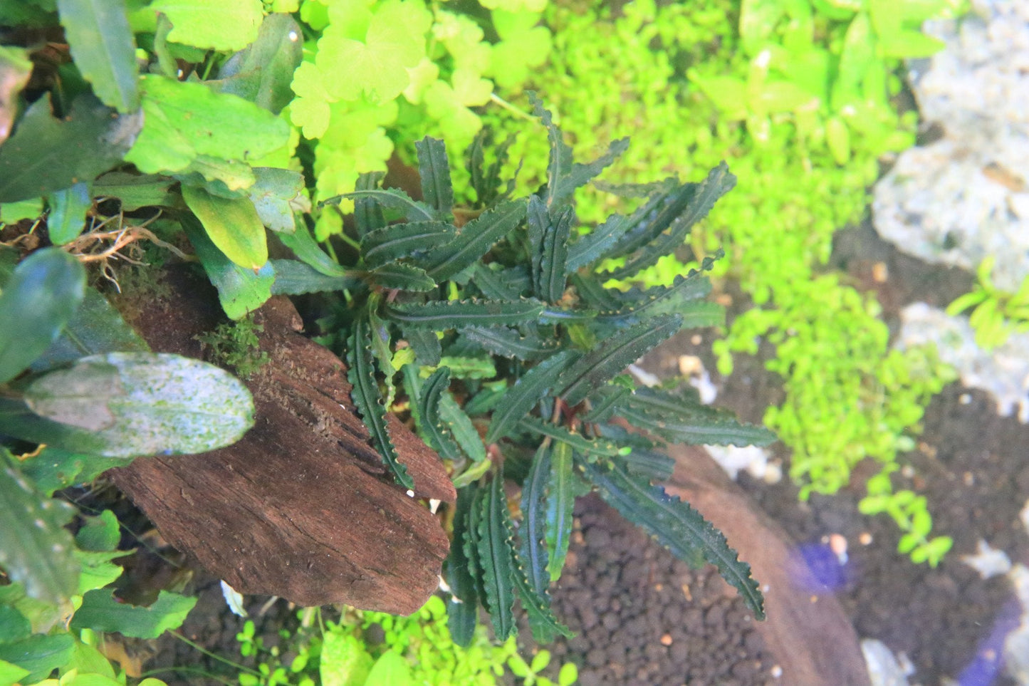 Bucephalandra Belindae