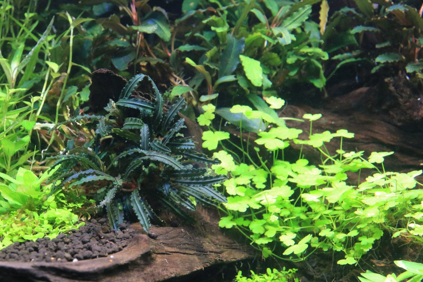 Bucephalandra Belindae
