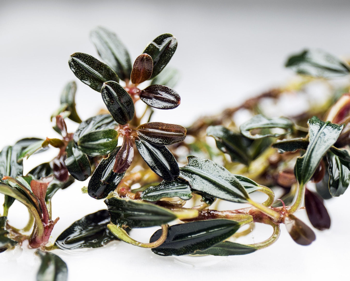 Bucephalandra Black Mist