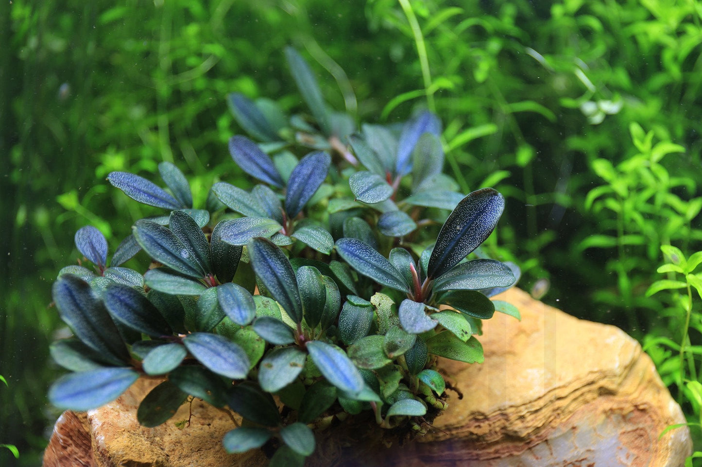 Bucephalandra Black Pearl
