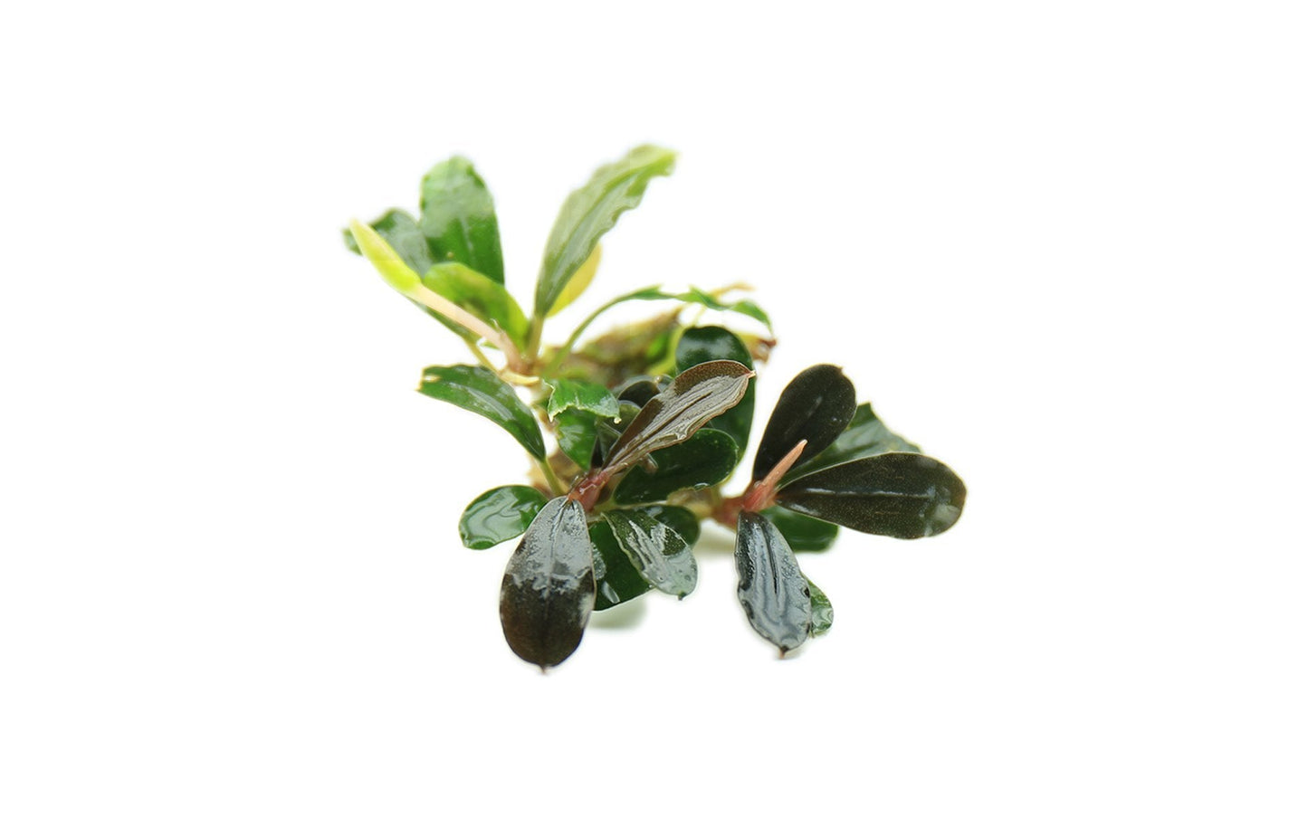 Bucephalandra Black Pearl