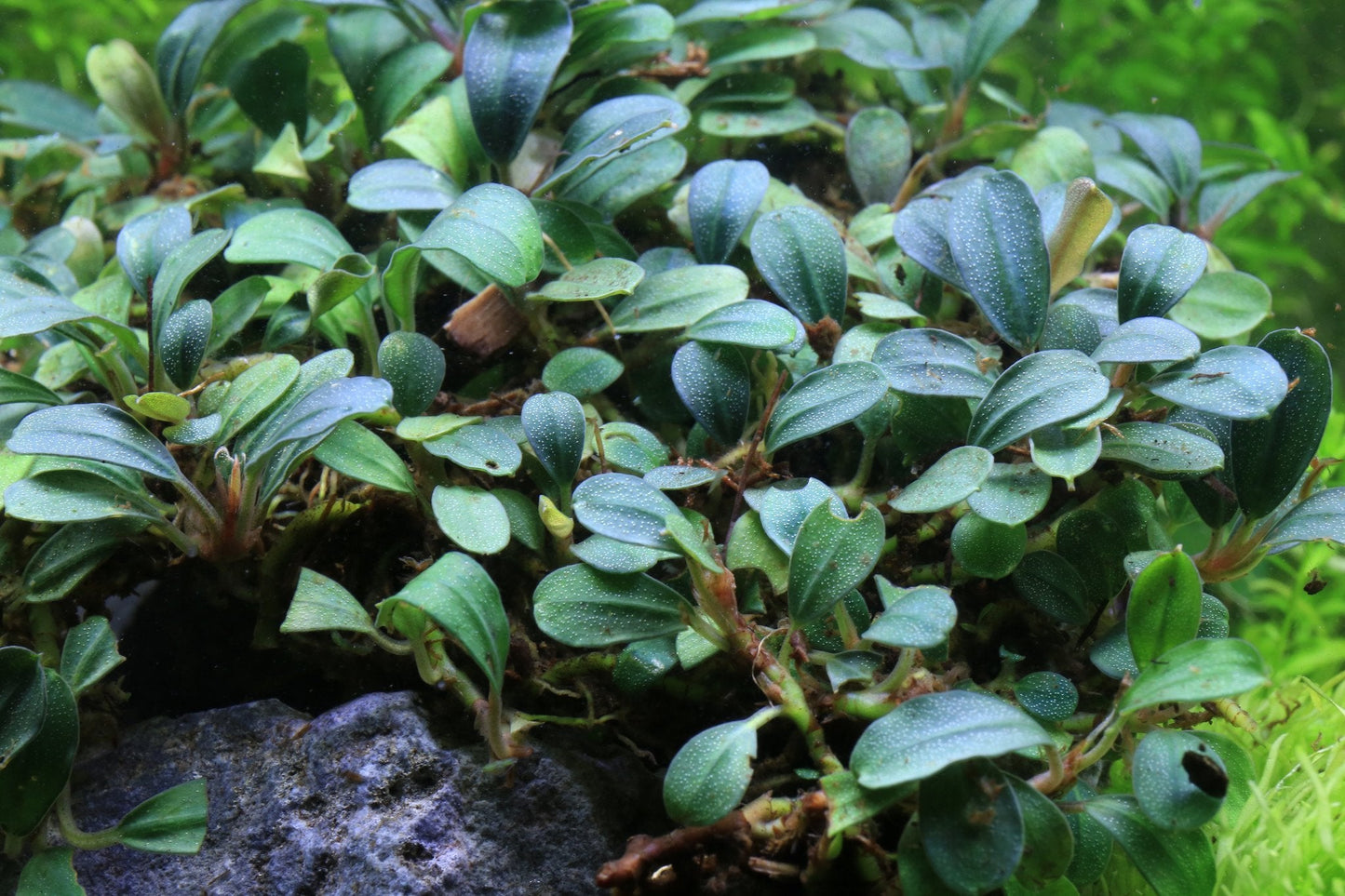 Bucephalandra Black Pearl