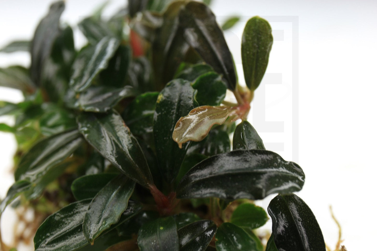 Bucephalandra Brownie Blue