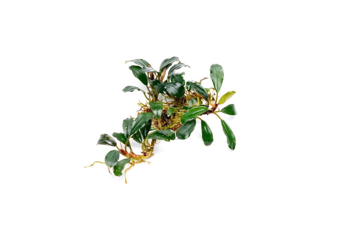 Bucephalandra Brownie Blue